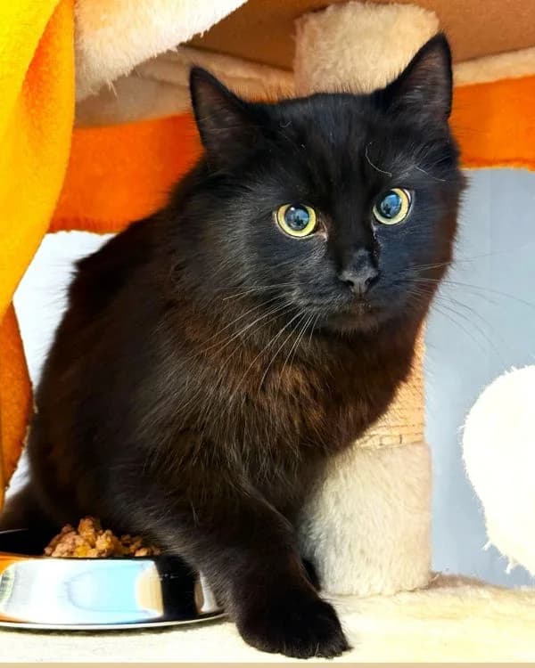 Valerian, male Mixed Breed Cat for adoption at Tierheim Neu-Amerika, Annaberg-Buchholz