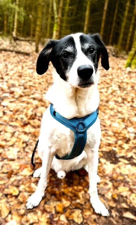 Eric, male senior Pointer for adoption at Tierheim Neu-Amerika, Annaberg-Buchholz