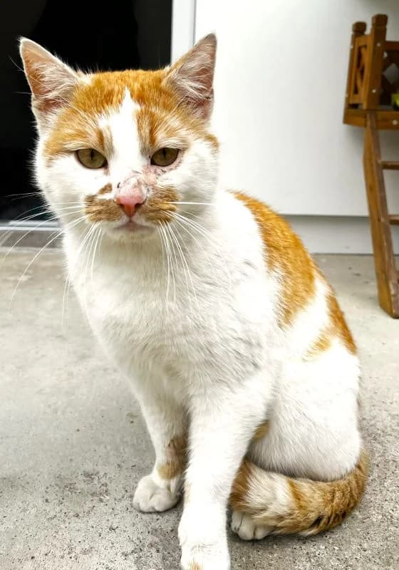 Cosmo, male Mixed Breed Cat for adoption at Tierheim Neu-Amerika