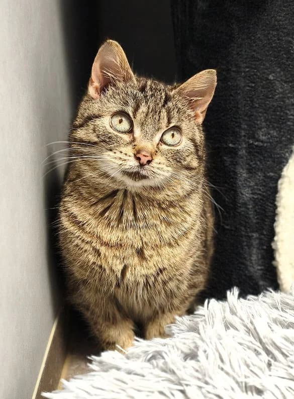 Aliena, female senior Mixed Breed Cat for adoption at Tierheim Neu-Amerika, Annaberg-Buchholz