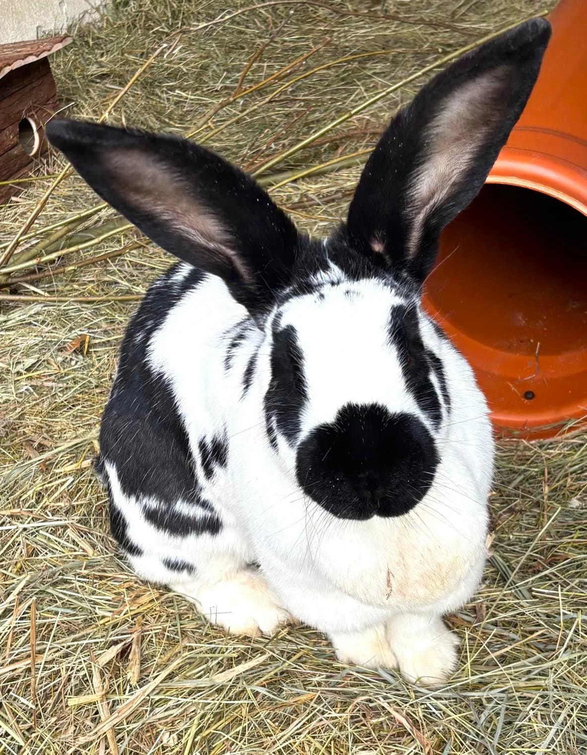 Luisa, female 5yo mixed breed for adoption at Tierheim Neu-Amerika, Annaberg-Buchholz
