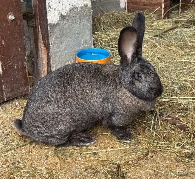 Larissa, female young mixed breed for adoption at Tierheim Neu-Amerika, Annaberg-Buchholz