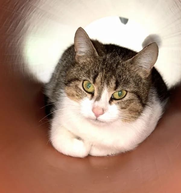 Elida, female 3yo Mixed Breed Cat for adoption at Tierheim Neu-Amerika, Annaberg-Buchholz