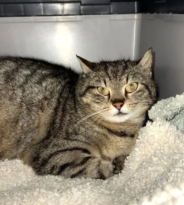 Hanka, female 3yo Mixed Breed Cat for adoption at Tierheim Neu-Amerika, Annaberg-Buchholz