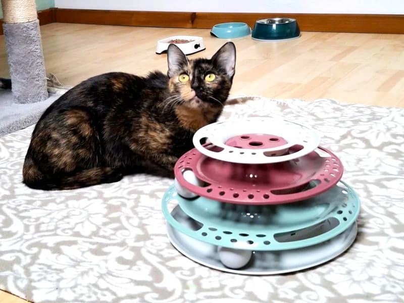 Namika, female Mixed Breed Cat for adoption at Tierheim Neu-Amerika, Annaberg-Buchholz