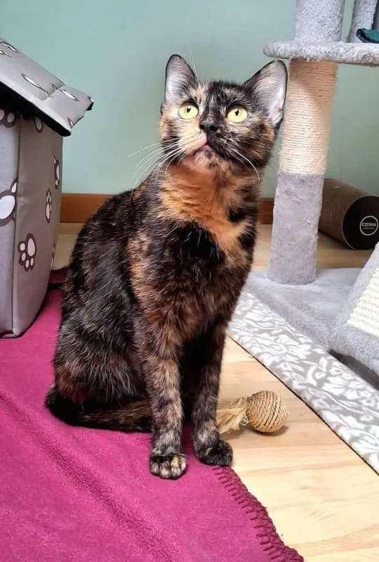 Namika, female young Mixed Breed Cat for adoption at Tierheim Neu-Amerika, Annaberg-Buchholz