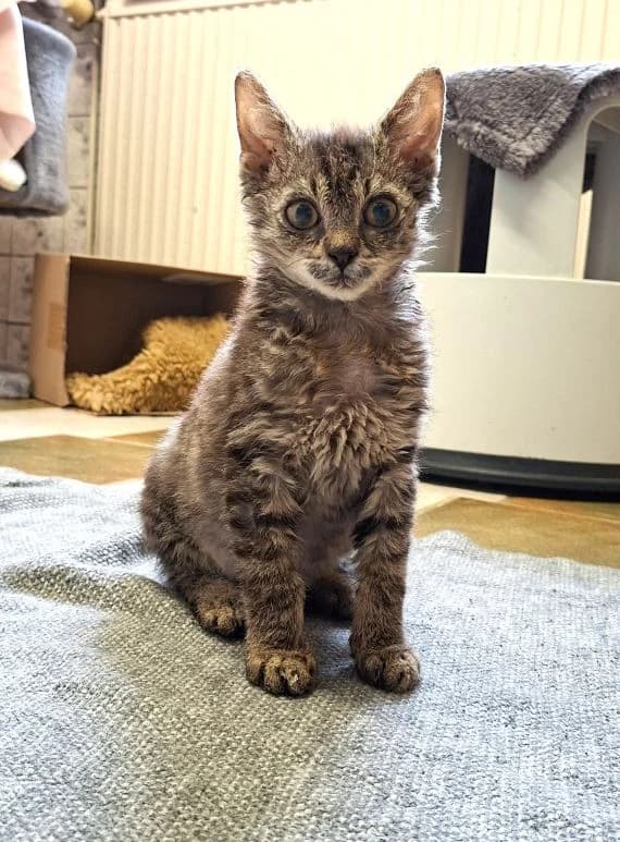 Leonidas, Mixed Breed Cat (Tierheim Neu-Amerika)