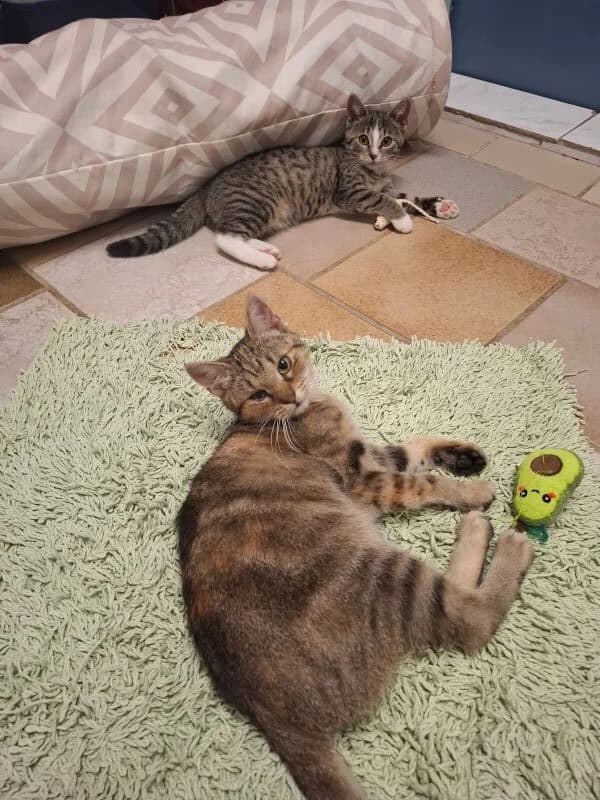 Tracy & Xantara, female Mixed Breed Cat for adoption at Tierheim Neu-Amerika, Annaberg-Buchholz