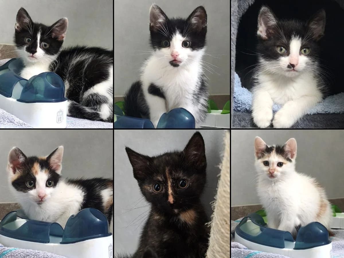 Isajah, Ilay, Ilaya, Isabella, Imani, Ilias, male Mixed Breed Cat for adoption at Tierheim Neu-Amerika, Annaberg-Buchholz