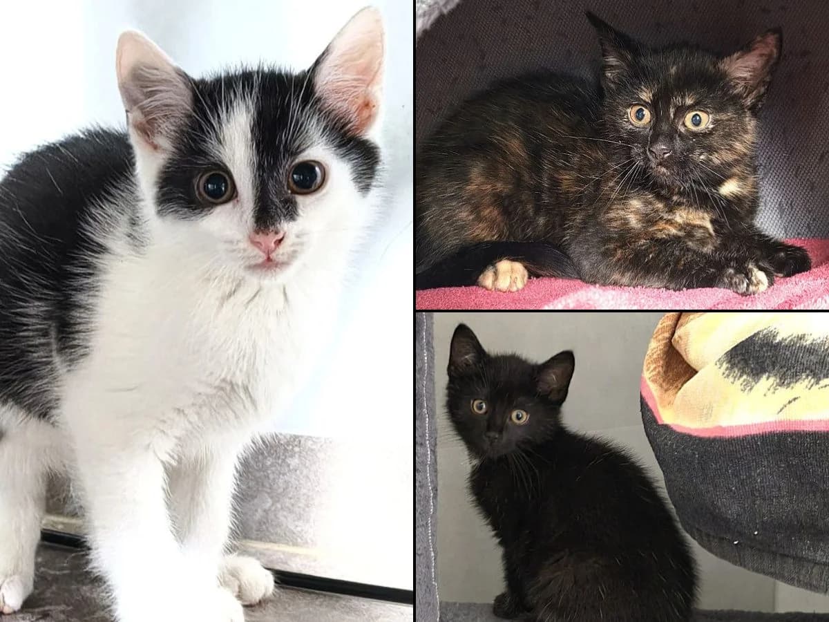 Janis, Jarik, Jette, male Mixed Breed Cat for adoption at Tierheim Neu-Amerika, Annaberg-Buchholz