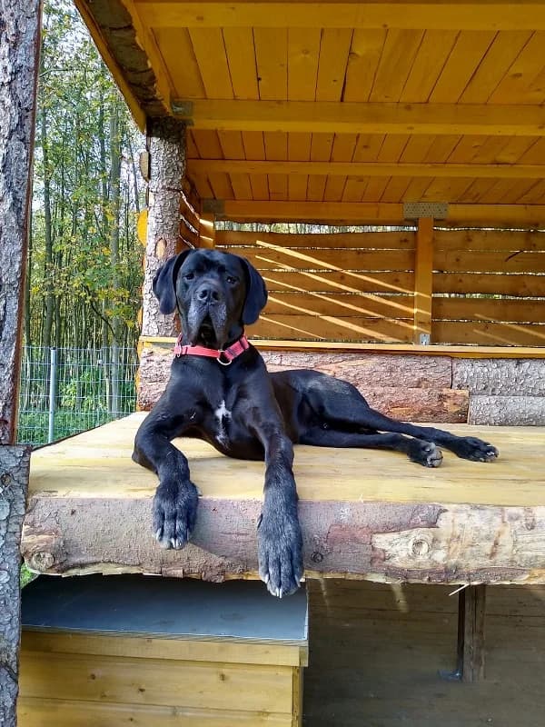 Apollo, male senior Great Dane for adoption at Tierheim Neu-Amerika, Annaberg-Buchholz