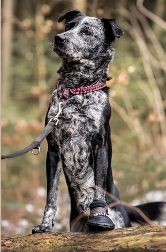 Barry, male senior Mixed Breed for adoption at Tierheim Neu-Amerika, Annaberg-Buchholz