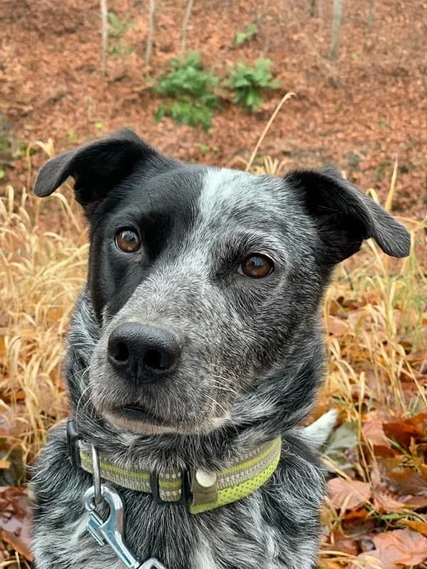 Barry, male Mixed Breed for adoption at Tierheim Neu-Amerika — photo 2 of 2