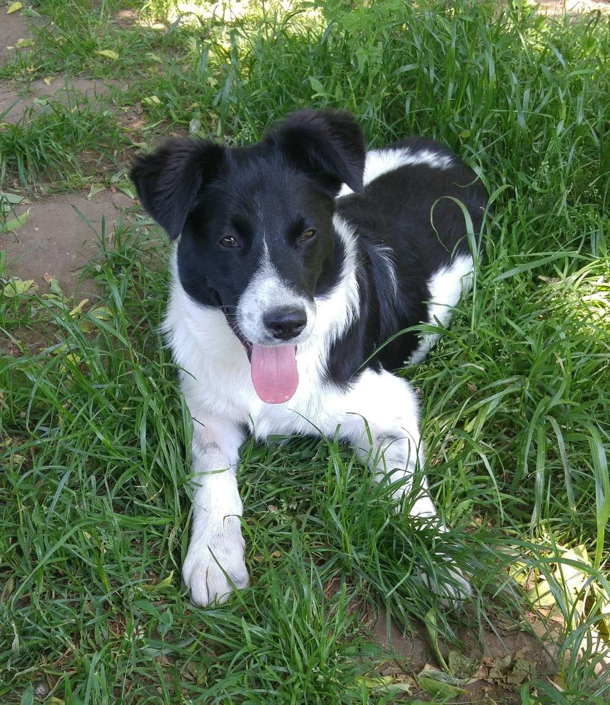 Misha - ein besonderer, schwarz-weiß female 4yo Mixed Breed for adoption at Tierheim Neumarkt in der Oberpfalz, Neumarkt