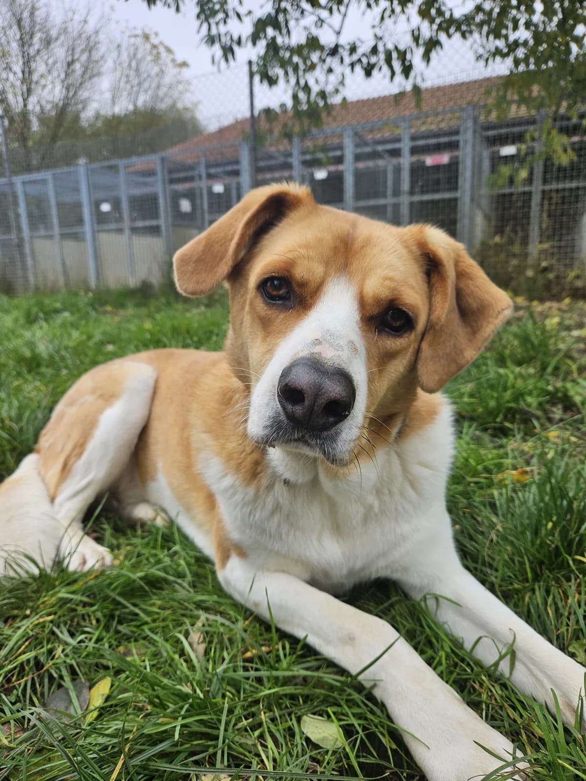 Ruby, weiß-braun female 5yo Mixed Breed for adoption at Tierheim Neumarkt in der Oberpfalz, Neumarkt