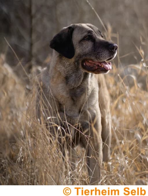 VERMITTLUNGSHILFE -- Naz, hellbraun-hellgrau mit dunklen Abzeichen female senior Kangal for adoption at Tierheim Neumarkt in der Oberpfalz, Neumarkt