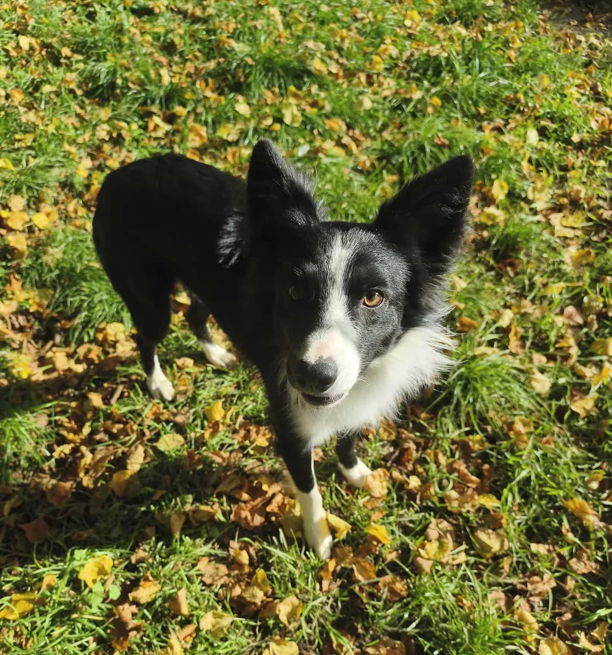 Bruno, schwarz-weiß male 4yo Border Collie for adoption at Tierheim Neumarkt in der Oberpfalz, Neumarkt