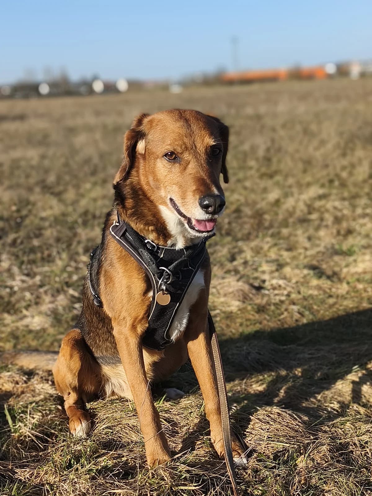 Rico - reserviert, tricolor male senior Mixed Breed for adoption at Tierheim Neumarkt in der Oberpfalz, Neumarkt