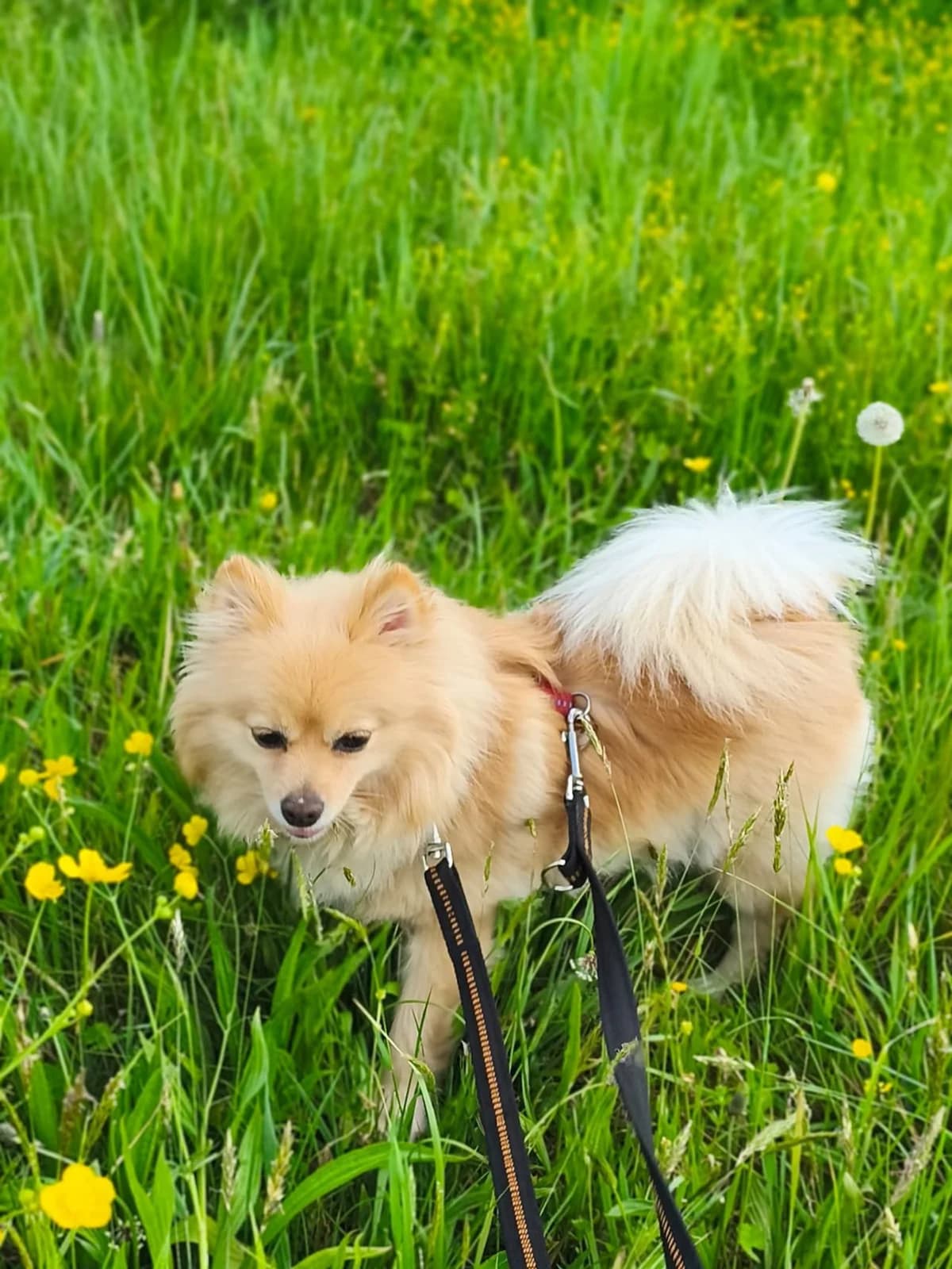 Finja, apricot female 3yo Pomeranian for adoption at Tierheim Neumarkt in der Oberpfalz, Neumarkt