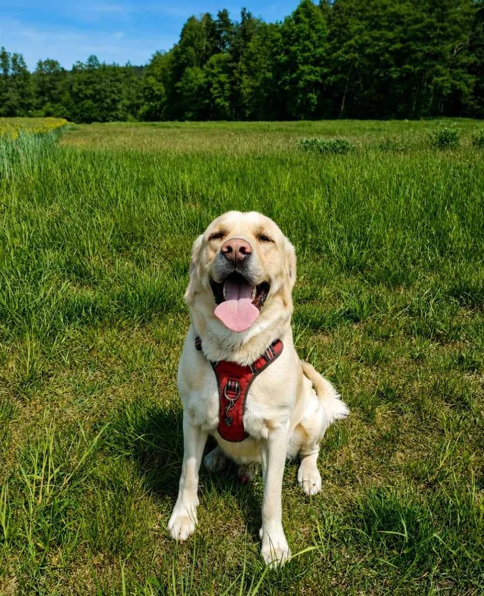 Thanos - VERMITTLUNGSHILFE, light yellow male 3yo Labrador Retriever for adoption at Tierheim Neumarkt in der Oberpfalz, Neumarkt