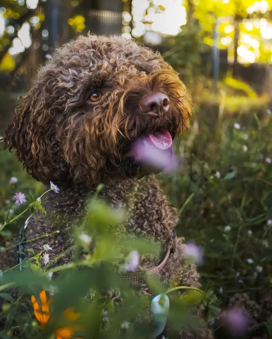 Cody - VERMITTLUNGSHILFE, braun male 7yo Lagotto Romagnolo for adoption at Tierheim Neumarkt in der Oberpfalz, Neumarkt