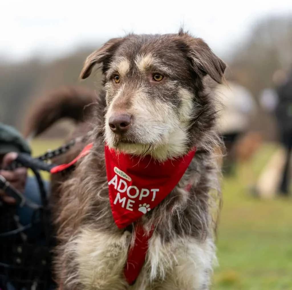 Red - VERMITTLUNGSHILFE, rotgrau mit weiß male 4yo Irish Wolfhound for adoption at Tierheim Neumarkt in der Oberpfalz, Neumarkt