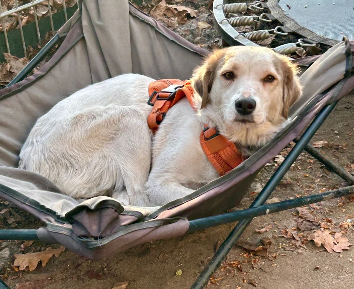 Pia - VERMITTLUNGSHILFE, weiß-creme female 4yo Mixed Breed for adoption at Tierheim Neumarkt in der Oberpfalz, Neumarkt