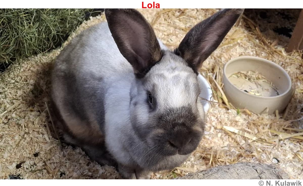Maxl und Lola - reserviert, lohfarben/weiß-silber female 4yo mixed breed for adoption at Tierheim Neumarkt in der Oberpfalz, Neumarkt
