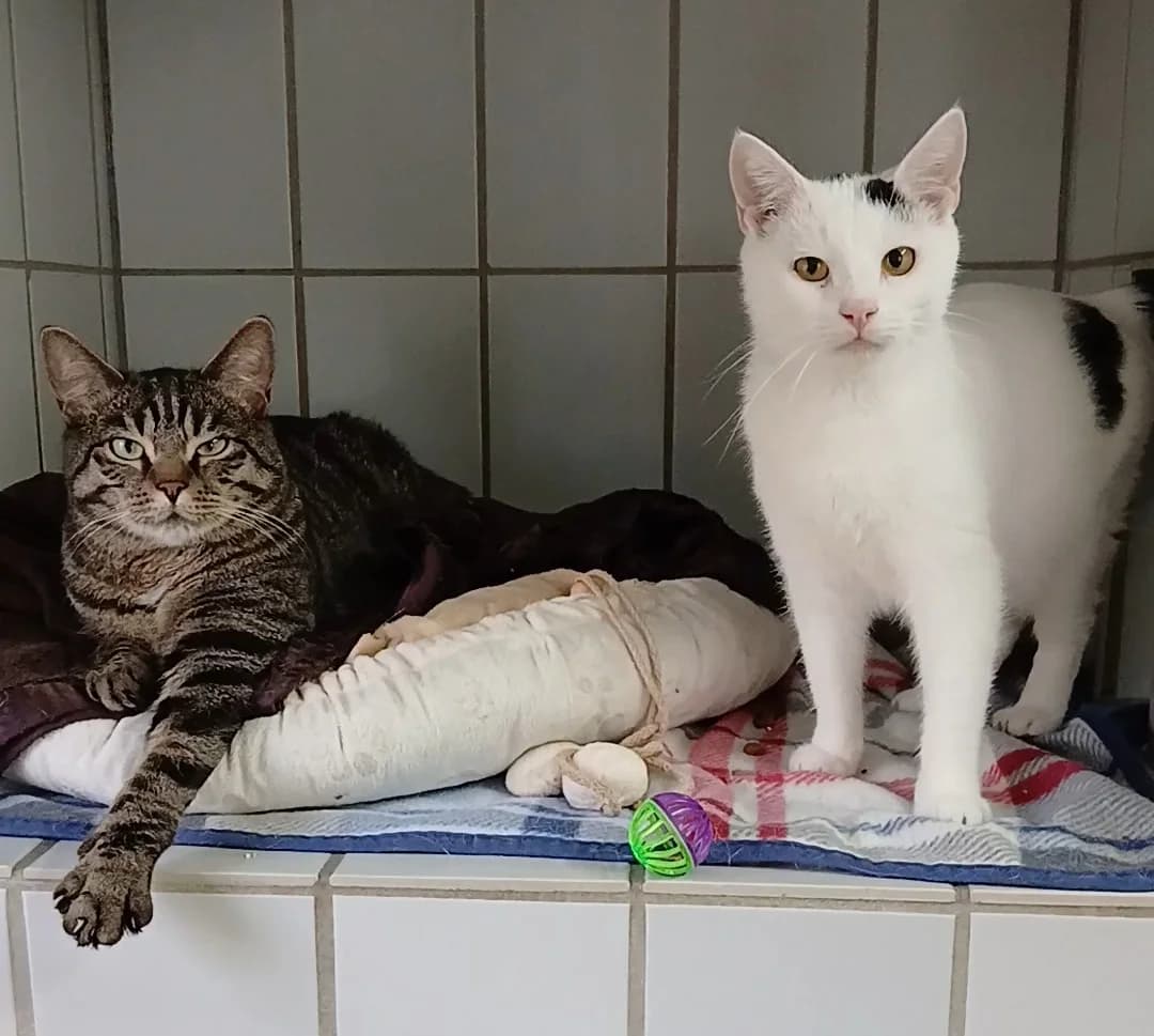 Fips und Bandit - reserviert, getigert / weiß-schwarz male 3yo European Shorthair for adoption at Tierheim Neumarkt in der Oberpfalz, Neumarkt
