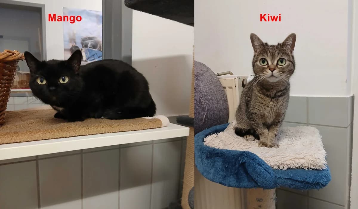 Mango und Kiwi - reserviert, schwarz / getigert female 3yo European Shorthair for adoption at Tierheim Neumarkt in der Oberpfalz, Neumarkt