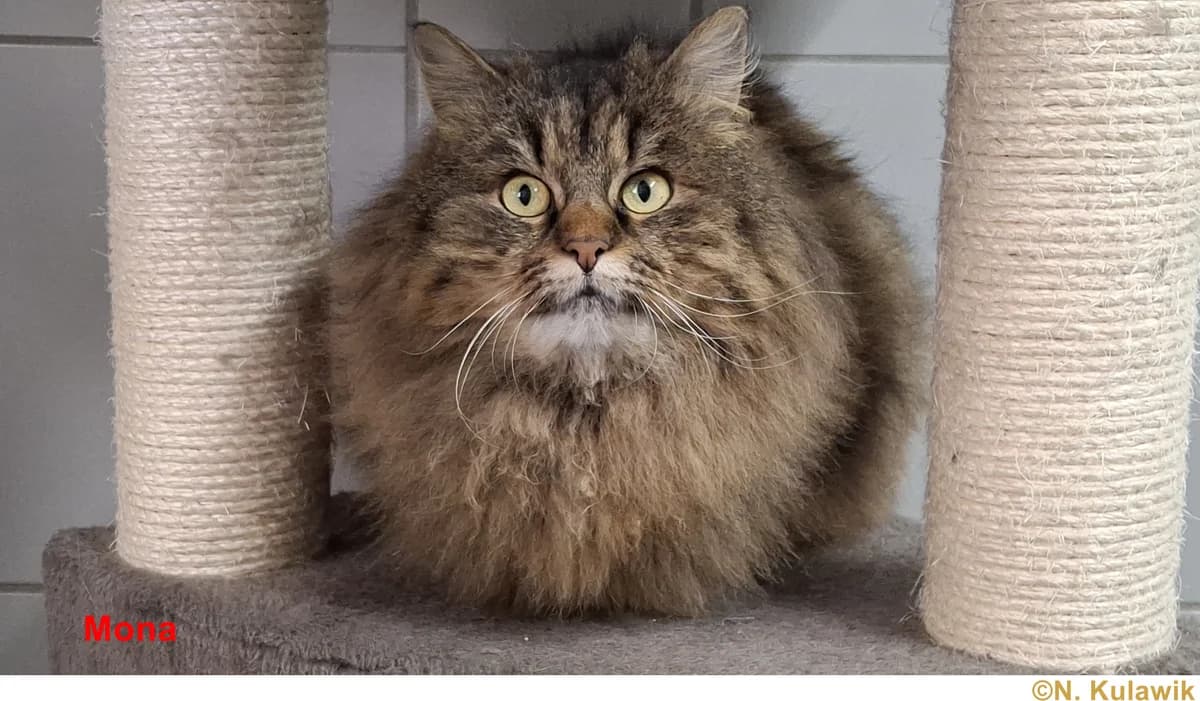 Mona und Nala (Einzelkatzen, reine Wohnungshaltung), getigert / braun getigert female 6yo European Shorthair for adoption at Tierheim Neumarkt in der Oberpfalz, Neumarkt