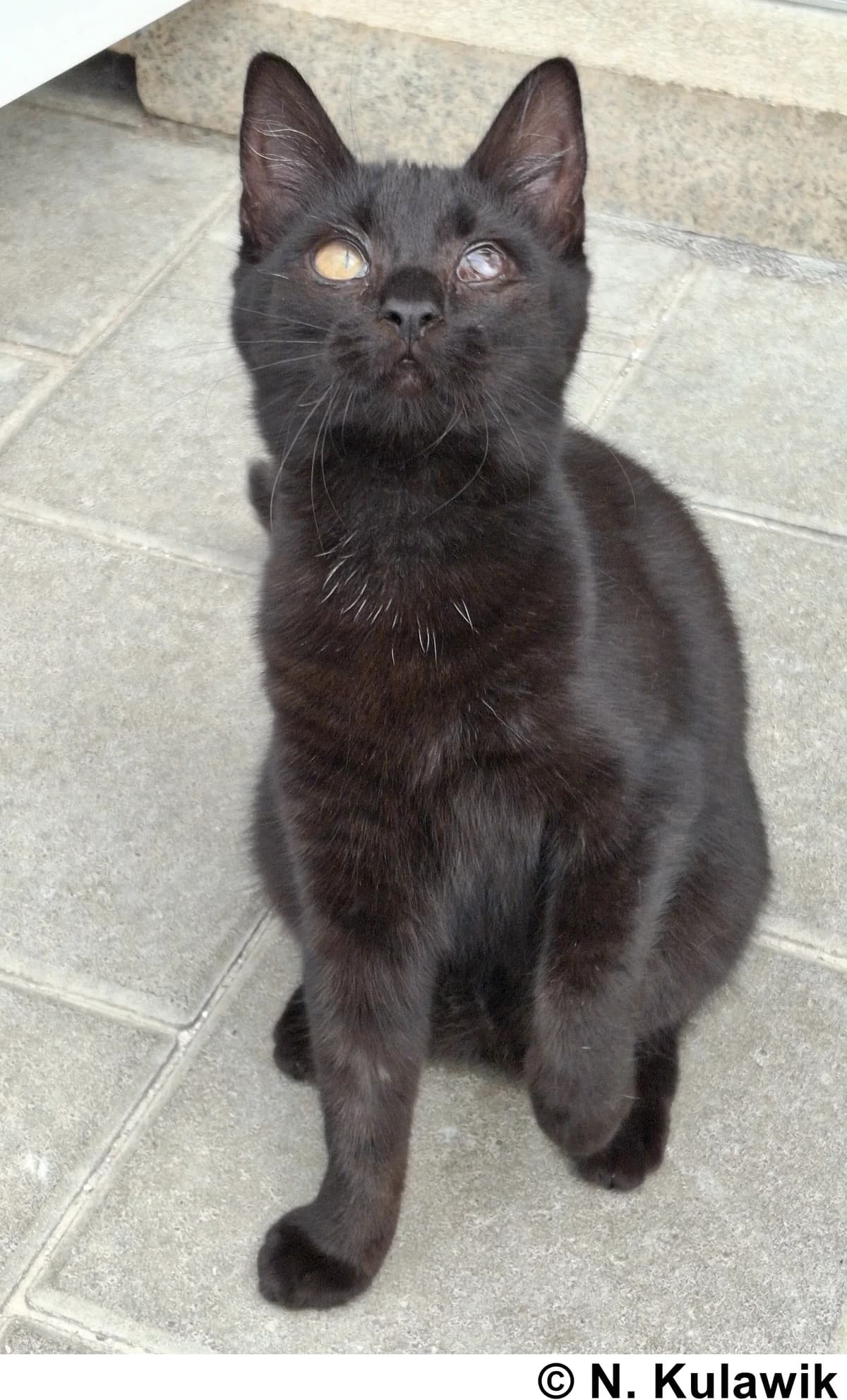 Silvia, European Shorthair (Tierheim Neumarkt in der Oberpfalz)