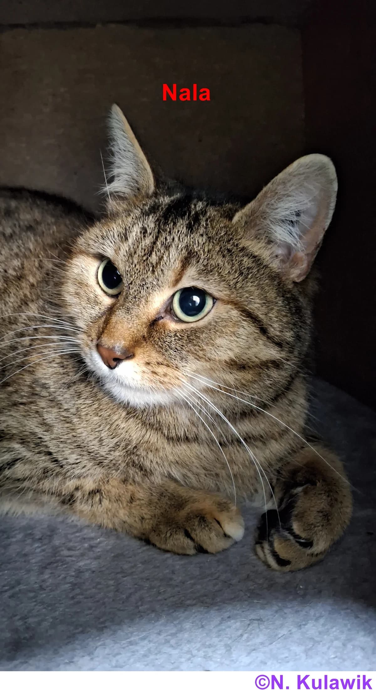 Nala (Wohnungshaltung), braun getigert female 4yo European Shorthair for adoption at Tierheim Neumarkt in der Oberpfalz, Neumarkt