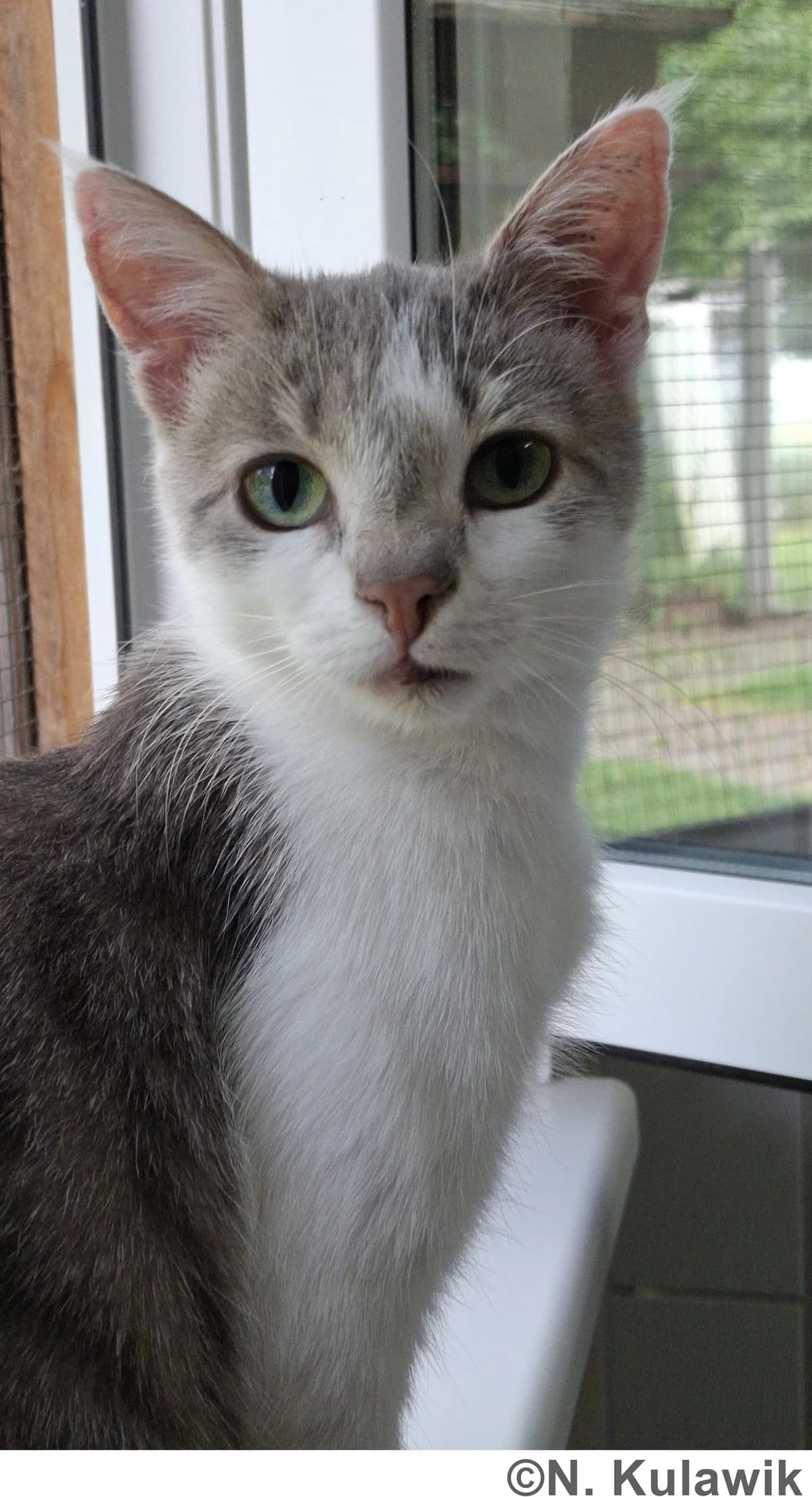 Ginni - Sorgenfellchen (Wohnungshaltung), grau-getigert mit weiß female young European Shorthair for adoption at Tierheim Neumarkt in der Oberpfalz, Neumarkt