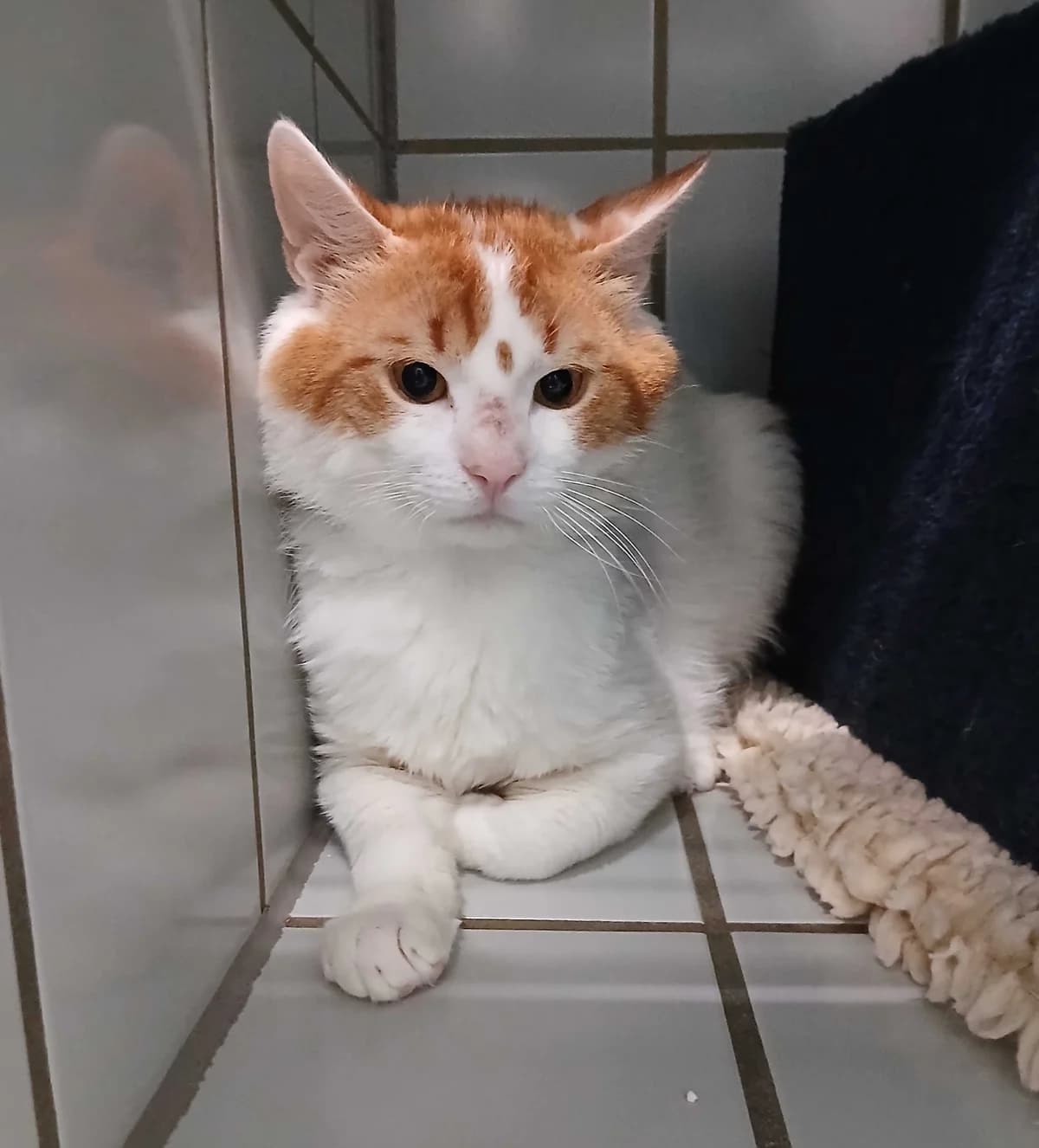 Wilder Feger Darius - betreute Futterstelle gesucht, weiß-rot male 4yo European Shorthair for adoption at Tierheim Neumarkt in der Oberpfalz, Neumarkt