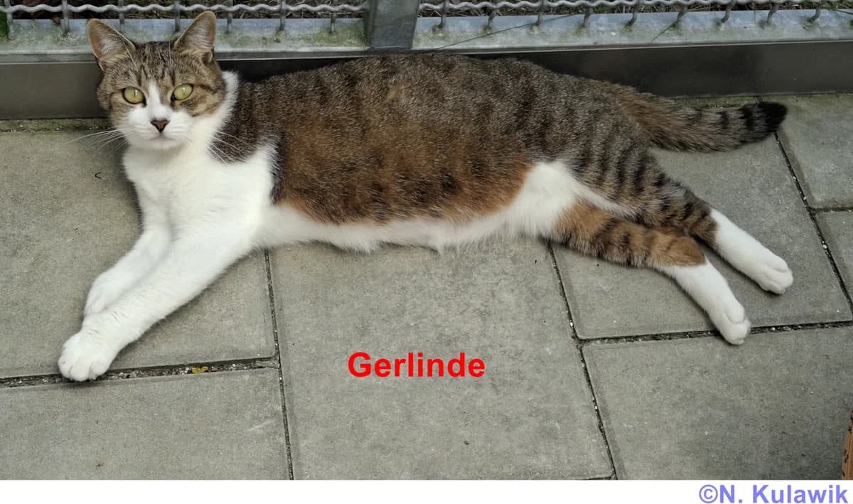 Mama Gerlinde mit Sohn Gerrit, getigert mit weiß female young European Shorthair for adoption at Tierheim Neumarkt in der Oberpfalz, Neumarkt
