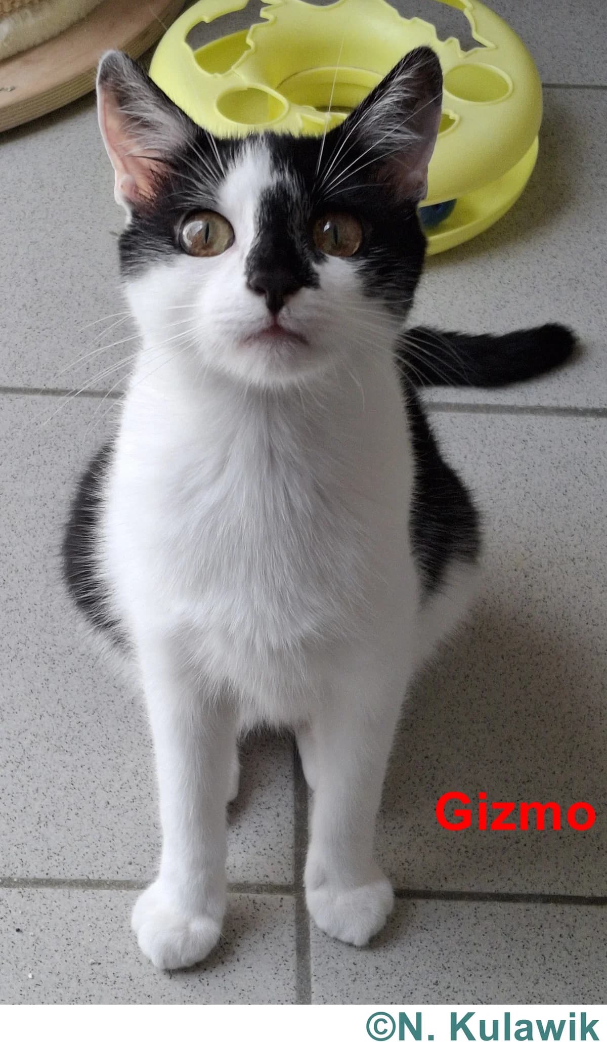 Gizmo und Gustav, weiß-schwarz male young European Shorthair for adoption at Tierheim Neumarkt in der Oberpfalz, Neumarkt