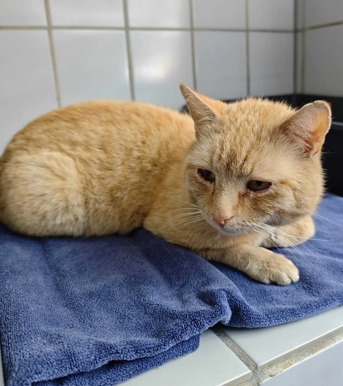 Sandro - reserviert, rotgetigert male 5yo European Shorthair for adoption at Tierheim Neumarkt in der Oberpfalz, Neumarkt