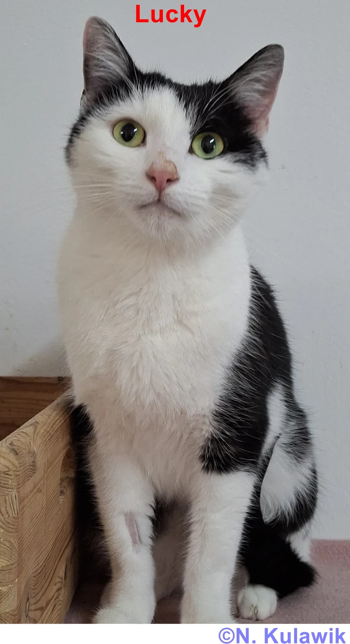 Lucky (Wohnungshaltung), weiß-schwarz male 5yo European Shorthair for adoption at Tierheim Neumarkt in der Oberpfalz, Neumarkt