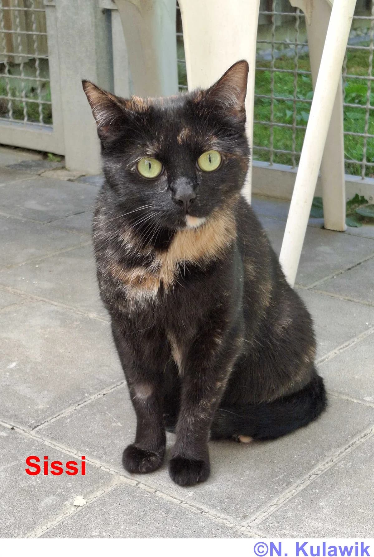 Sissi (Wohnungshaltung), schildpatt female 5yo European Shorthair for adoption at Tierheim Neumarkt in der Oberpfalz, Neumarkt