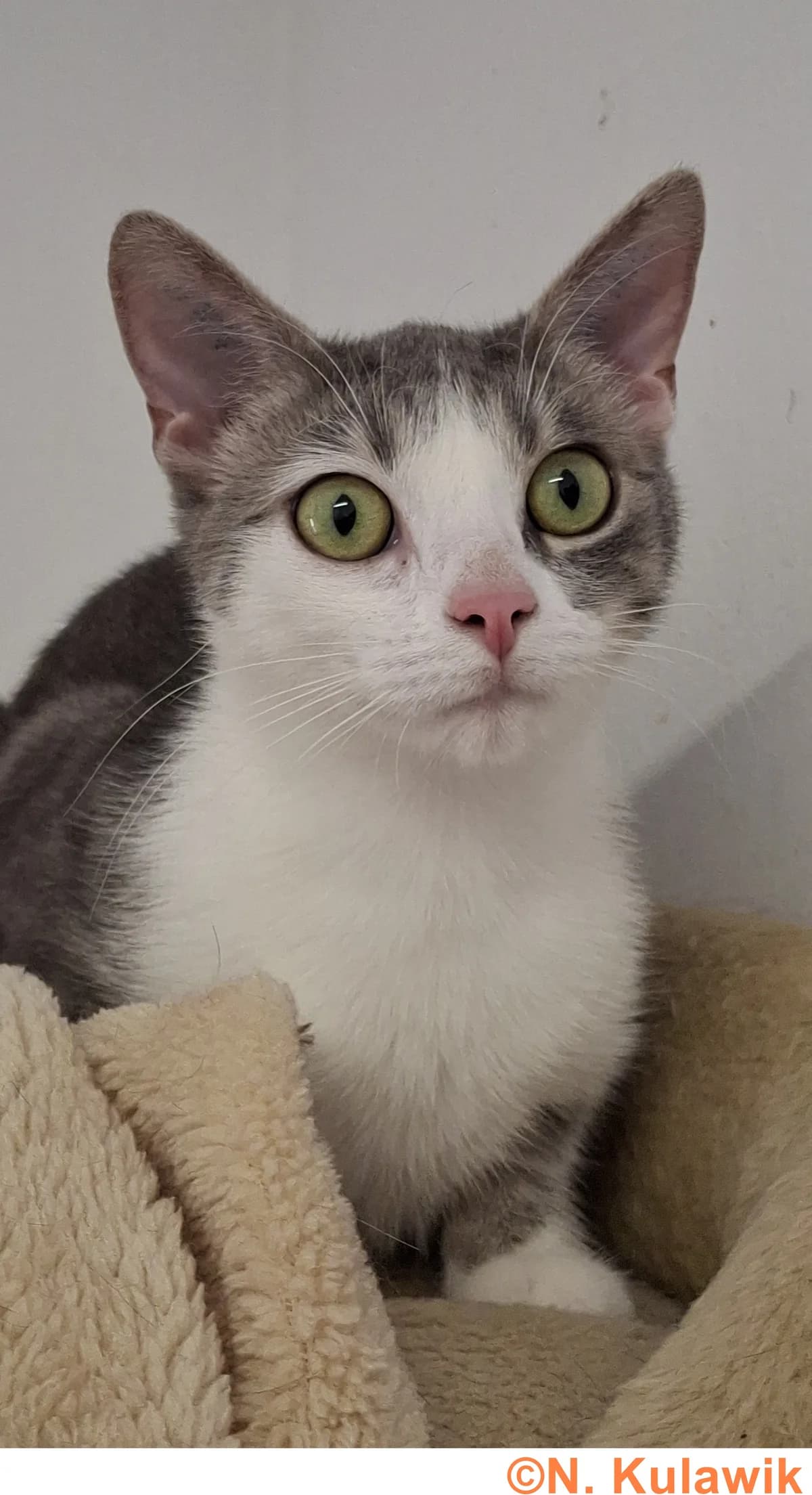 Dory, graugetigert mit weiß female young European Shorthair for adoption at Tierheim Neumarkt in der Oberpfalz, Neumarkt