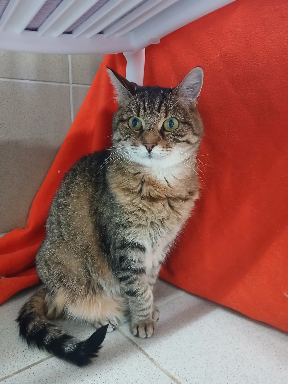 Biggy Zwo, getigert female senior European Shorthair for adoption at Tierheim Neumarkt in der Oberpfalz, Neumarkt