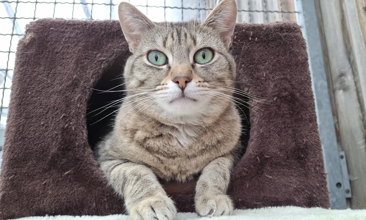Billi (Wohnungshaltung), getigert male 5yo European Shorthair for adoption at Tierheim Neumarkt in der Oberpfalz, Neumarkt