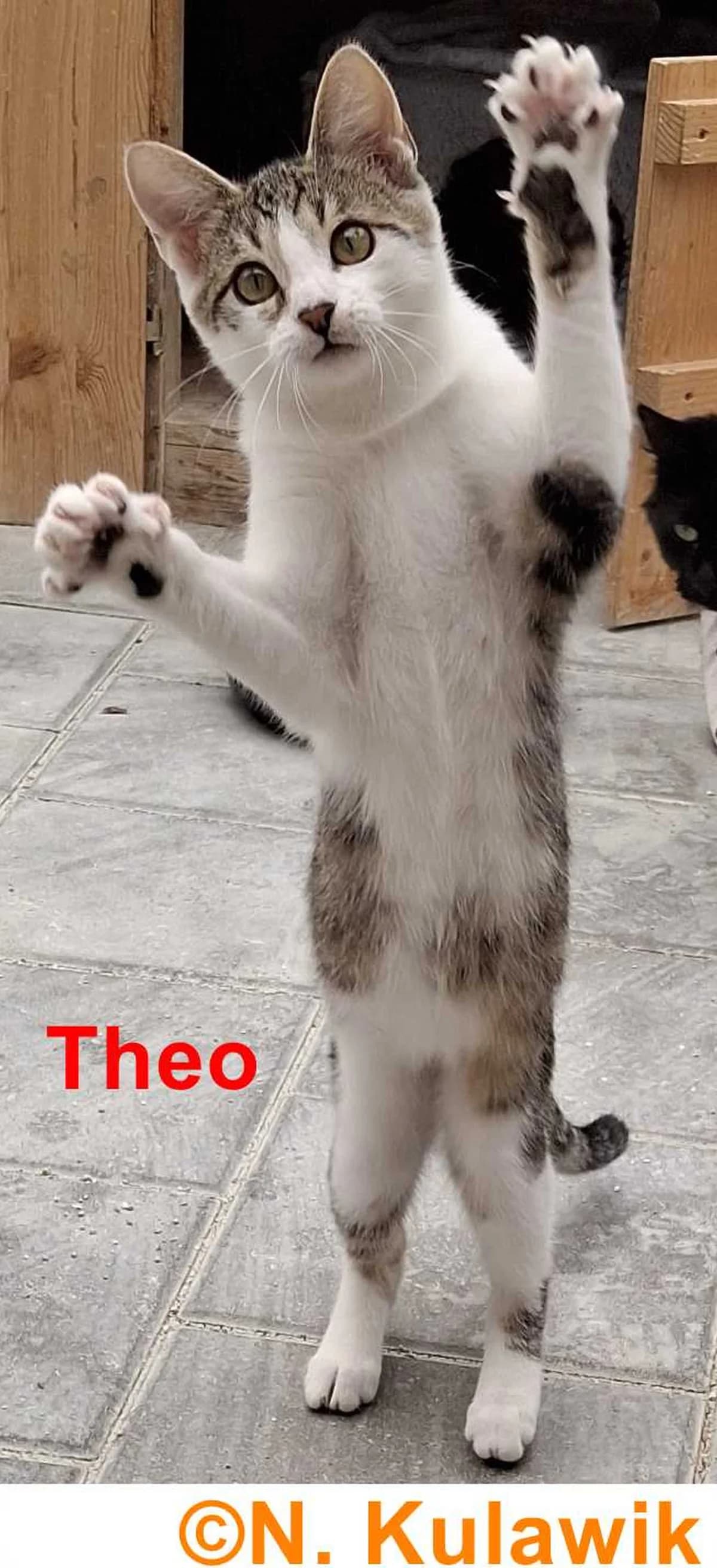 Aaron und Theo, silbergrau-getigert mit weiß / getigert mit weiß male puppy European Shorthair for adoption at Tierheim Neumarkt in der Oberpfalz, Neumarkt