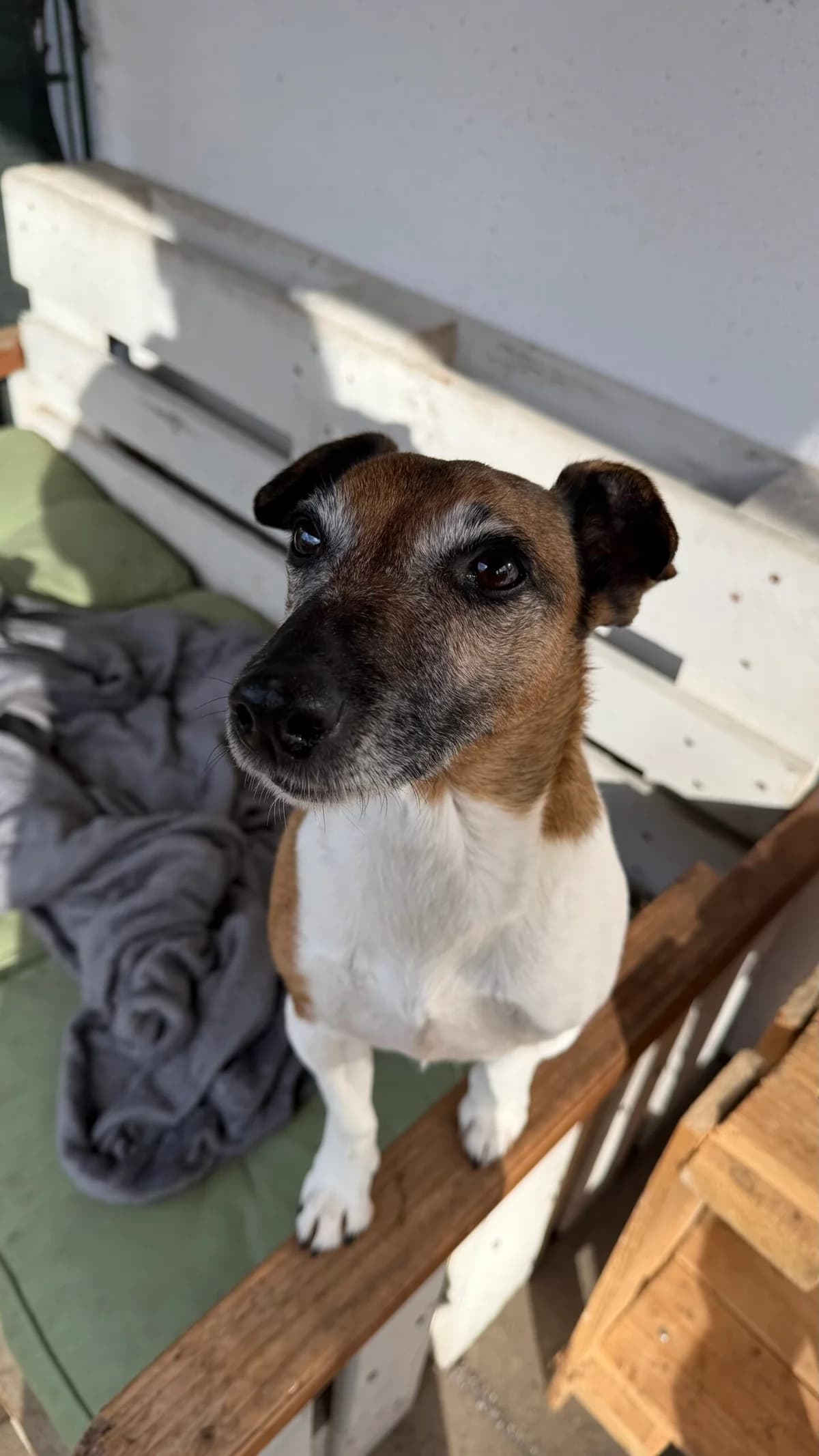 Fibi, male mixed breed for adoption at Tierheim Neumünster, Wasbek