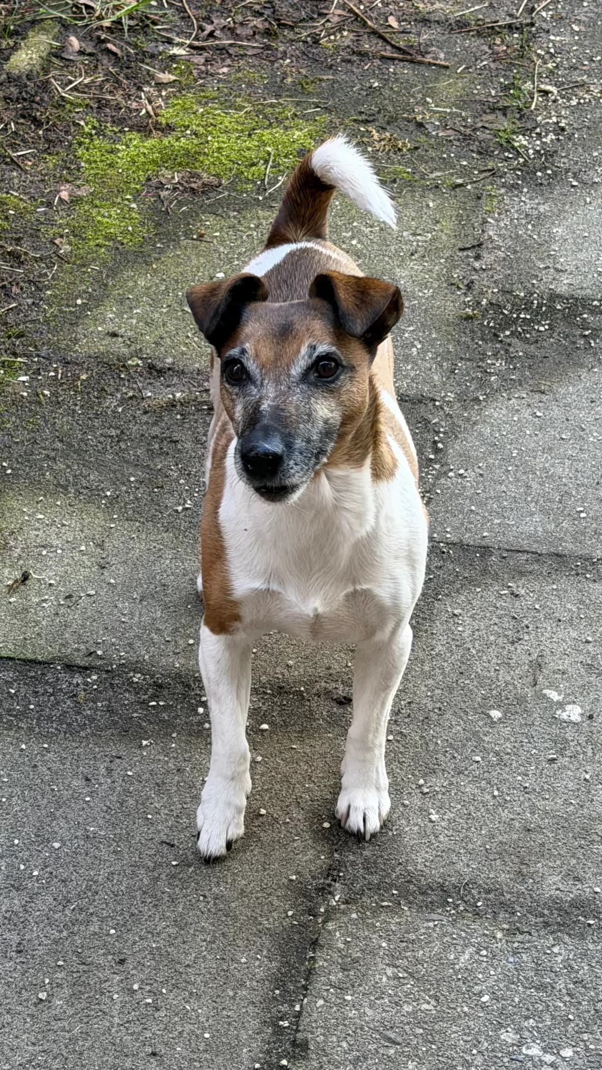 Fibi, male mixed breed for adoption at Tierheim Neumünster — photo 2 of 3