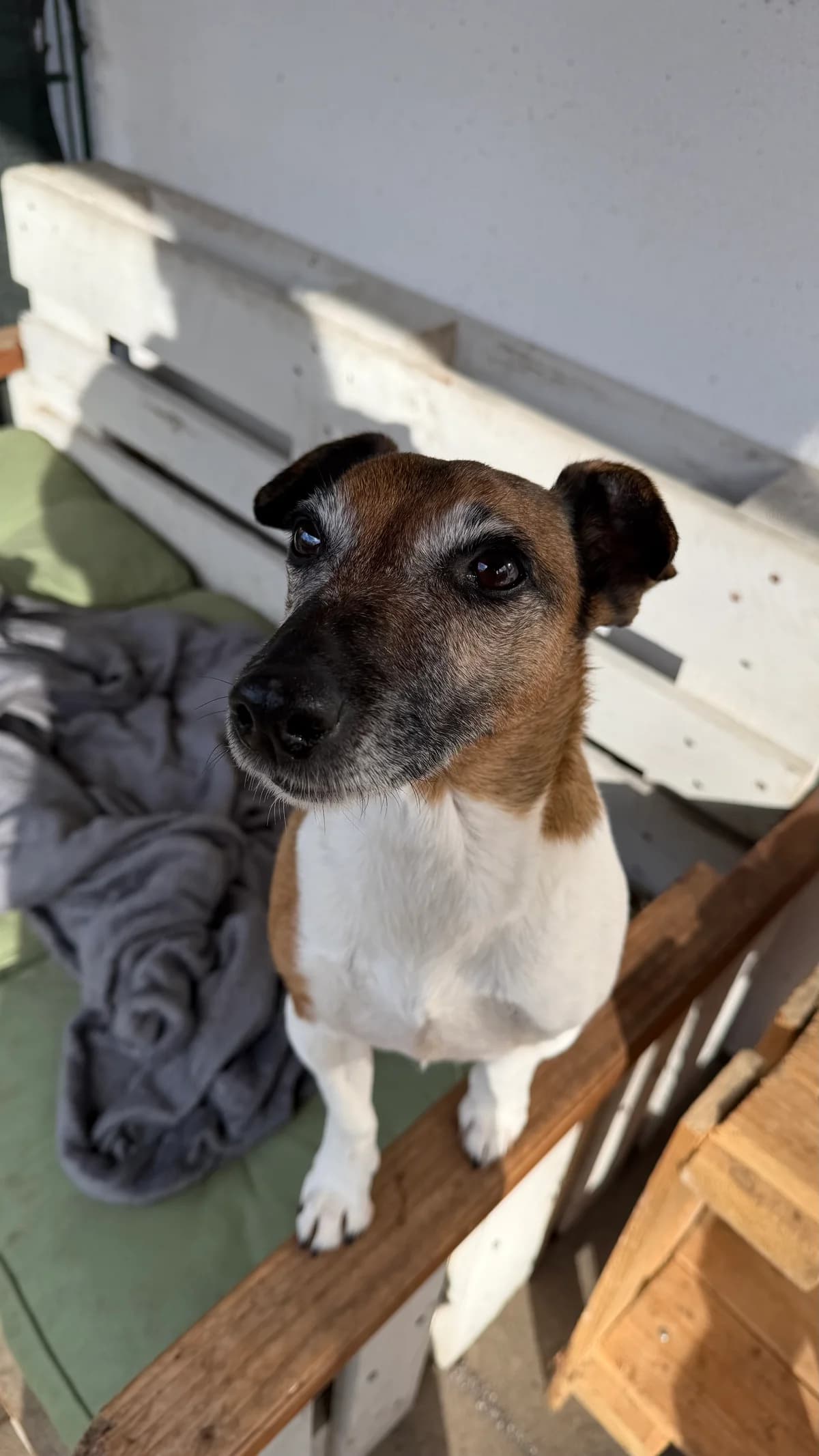 Fibi, male mixed breed for adoption at Tierheim Neumünster — photo 3 of 3