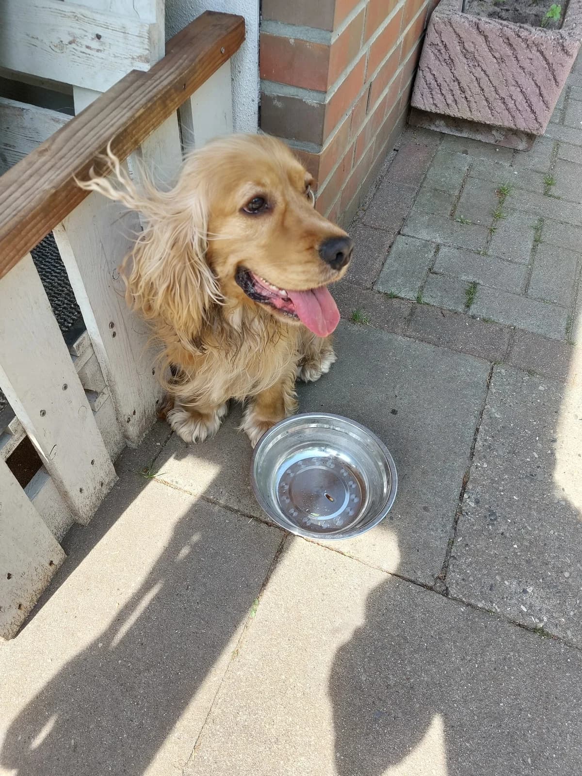 Finn, male Cocker Spaniel for adoption at Tierheim Neumünster, Wasbek