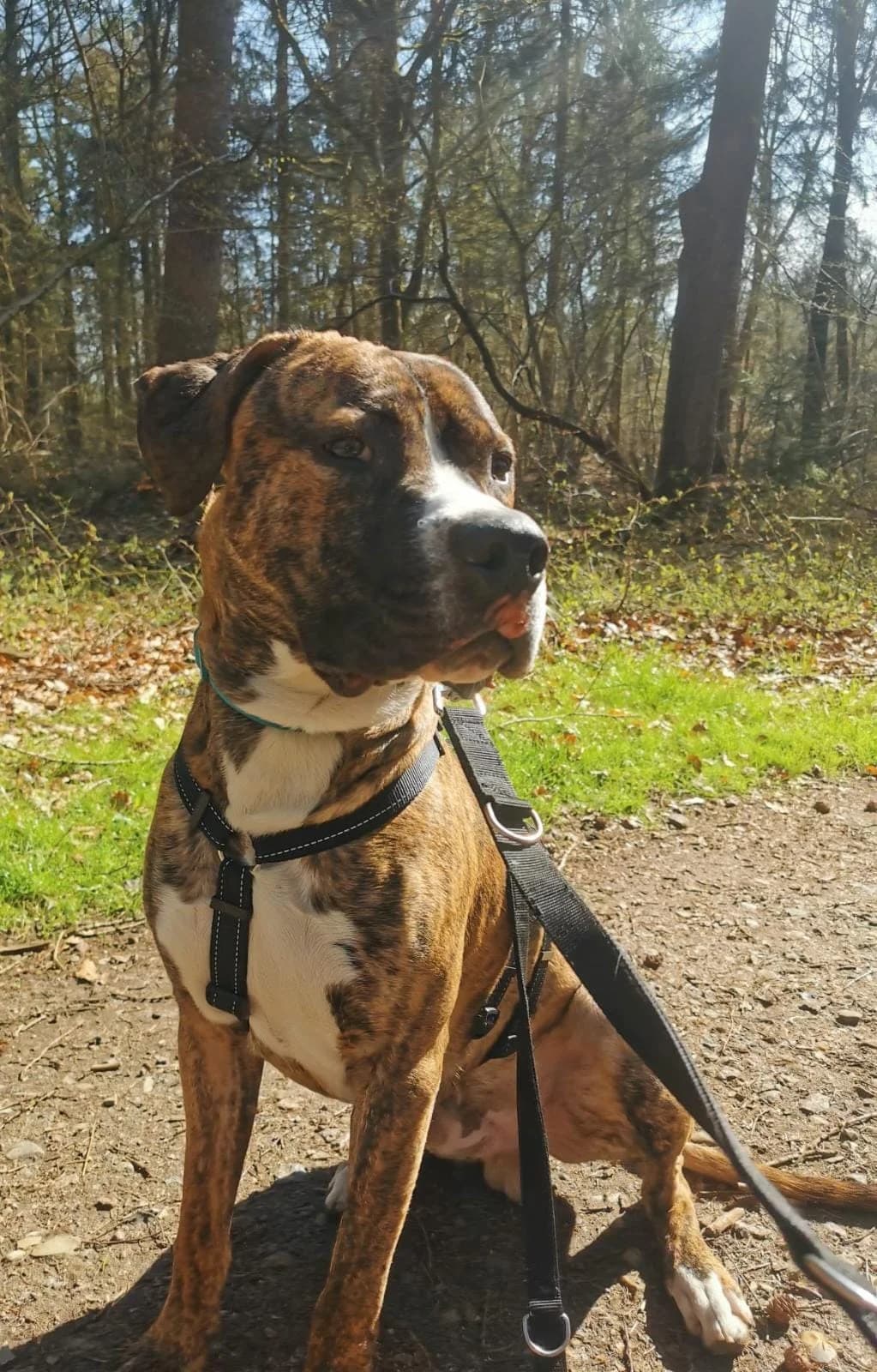 Pascha (Tierheim Rote Erde), male Presa Canario for adoption at Tierheim Neumünster