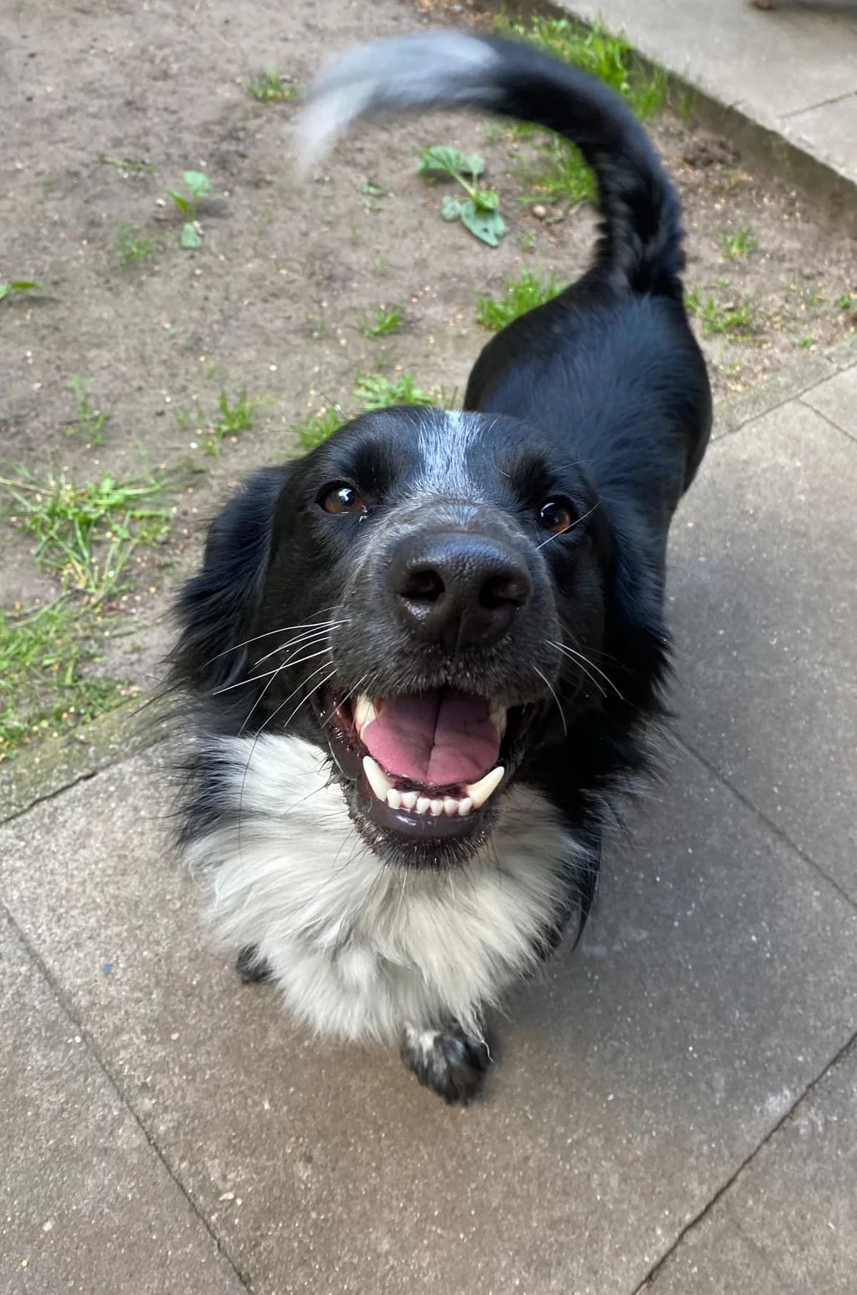 Bodo, male Border Collie for adoption at Tierheim Neumünster, Wasbek